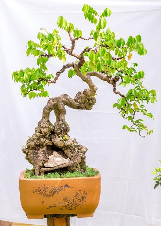 Bonsai Villa Hoi An Exteriör bild
